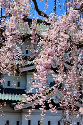 1151_弘前公園_青森