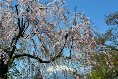 1152_弘前公園_青森