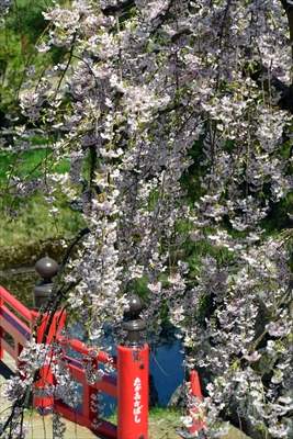 1153_弘前公園_青森