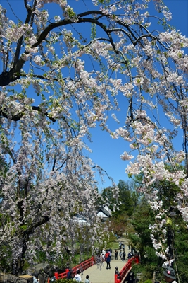 1154_弘前公園_青森