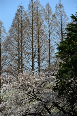 1120_新宿御苑_東京