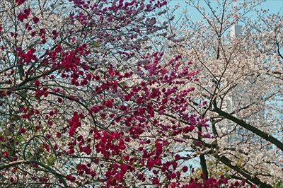 1122_新宿御苑_東京