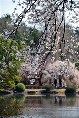 1123_新宿御苑_東京