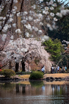 1124_新宿御苑_東京