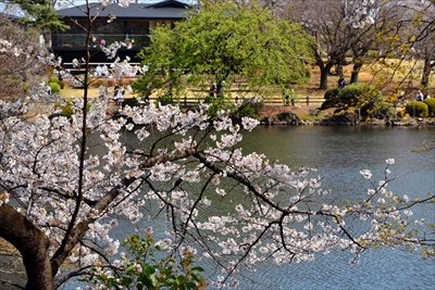 1125_新宿御苑_東京