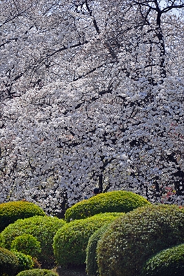 1126_新宿御苑_東京