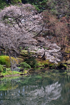 1128_新宿御苑_東京