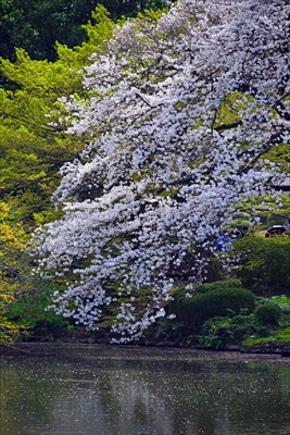 1130_新宿御苑_東京