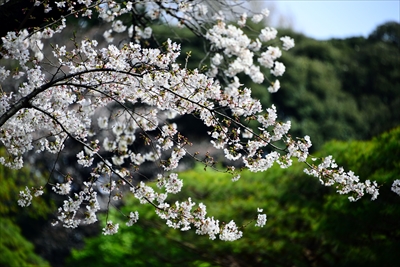 1131_新宿御苑_東京