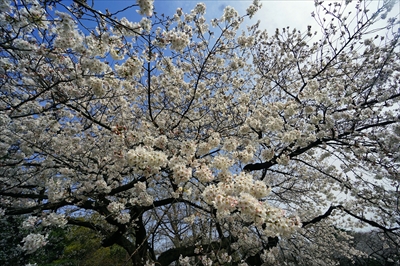 1132_新宿御苑_東京