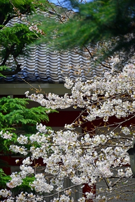 1133_新宿御苑_東京