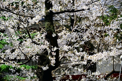 1134_新宿御苑_東京