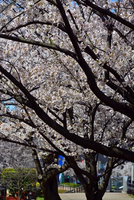1079_新横浜公園_神奈川