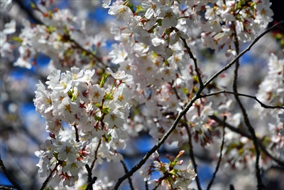 1080_新横浜公園_神奈川