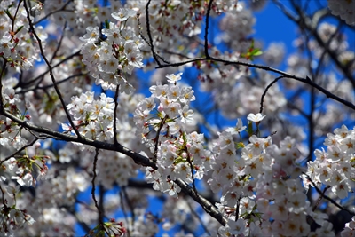 1081_新横浜公園_神奈川