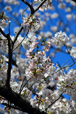 新横浜公園_神奈川