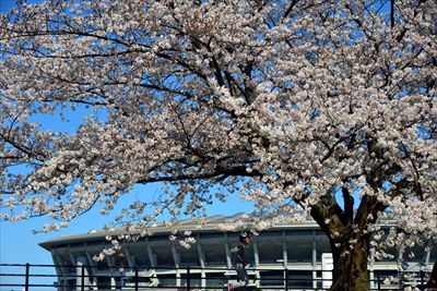 1085_新横浜公園_神奈川