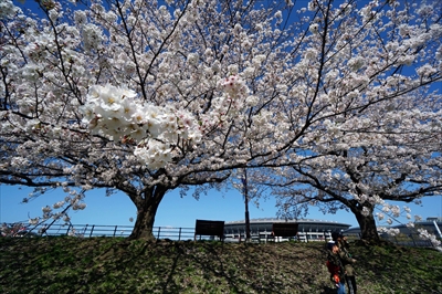 1088_新横浜公園_神奈川