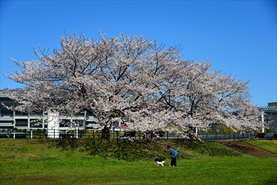 1090_新横浜公園_神奈川