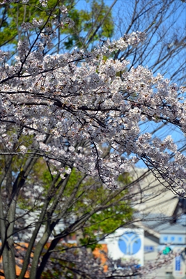 1130_岸根公園_神奈川
