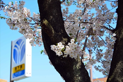 1131_岸根公園_神奈川