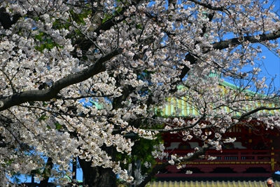 1103_孝道山_神奈川
