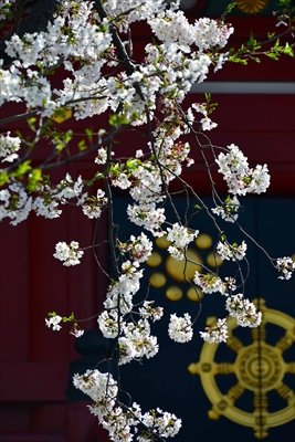 1104_孝道山_神奈川