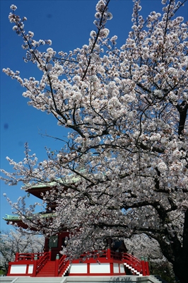 1113_孝道山_神奈川