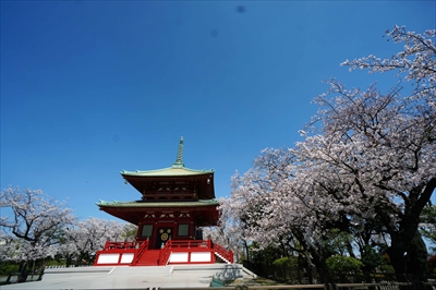 1116_孝道山_神奈川