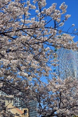 1077_なとみらい_神奈川