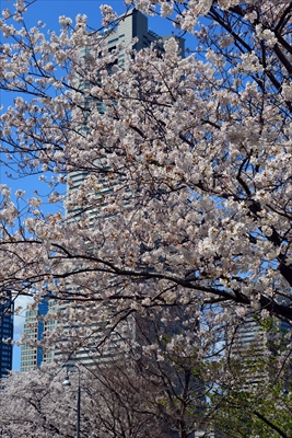 1078_なとみらい_神奈川