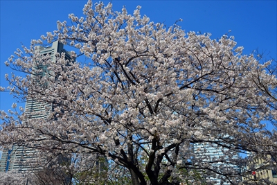 1079_なとみらい_神奈川