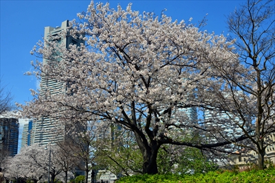 なとみらい_神奈川