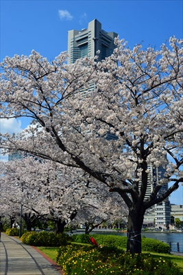 1084_なとみらい_神奈川