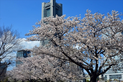 1085_なとみらい_神奈川