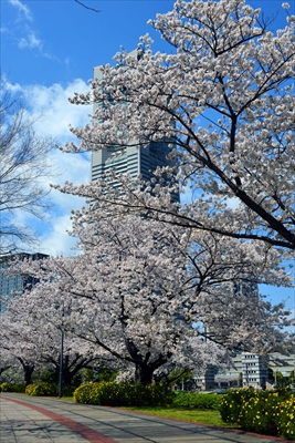 1093_なとみらい_神奈川