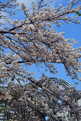 1104_なとみらい_神奈川