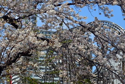 1105_なとみらい_神奈川