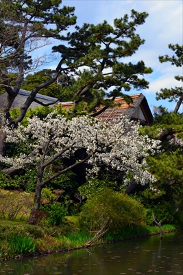 1133_三渓園_神奈川