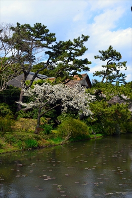 1134_三渓園_神奈川