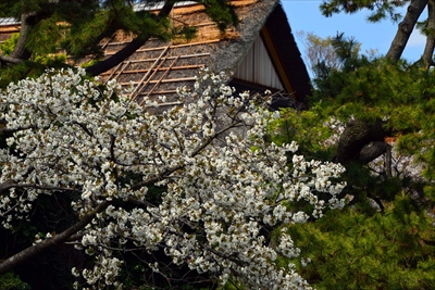 1135_三渓園_神奈川