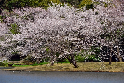 1140_三渓園_神奈川