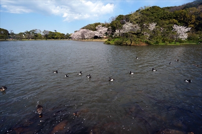1141_三渓園_神奈川