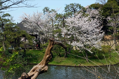 1142_三渓園_神奈川