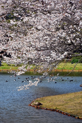1143_三渓園_神奈川