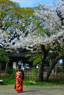 1146_三渓園_神奈川