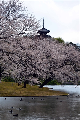 1147_三渓園_神奈川