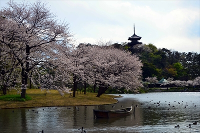 1148_三渓園_神奈川