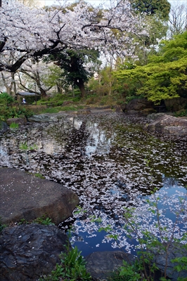 掃部山公園_神奈川
