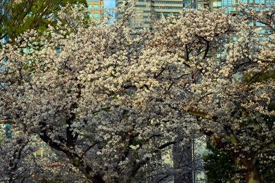 1119_掃部山公園_神奈川